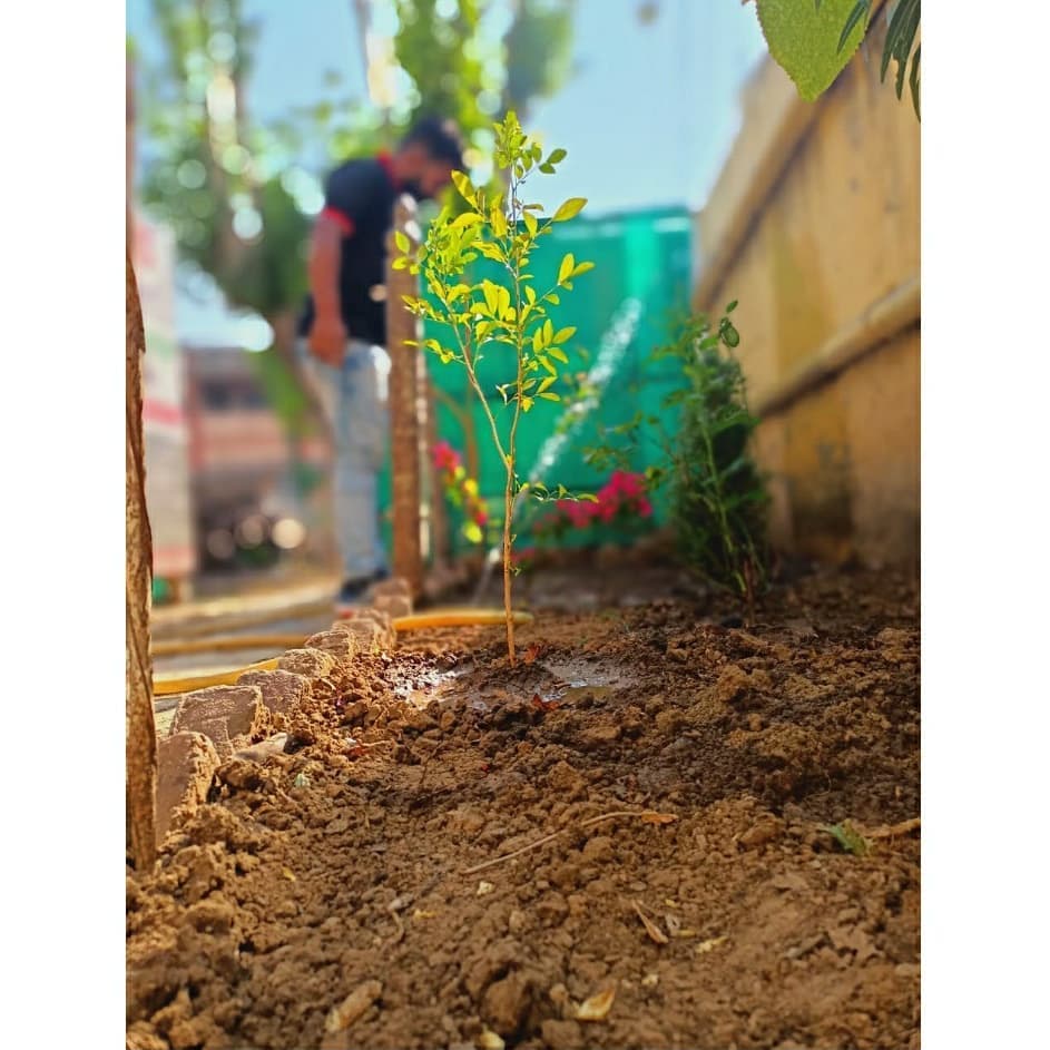 Green Movement: 500+ Indigenous Trees Planted Across School Grounds